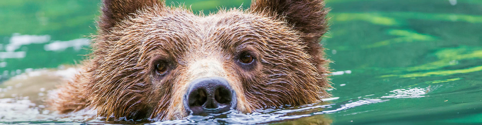 Grizzly Bear, Canada