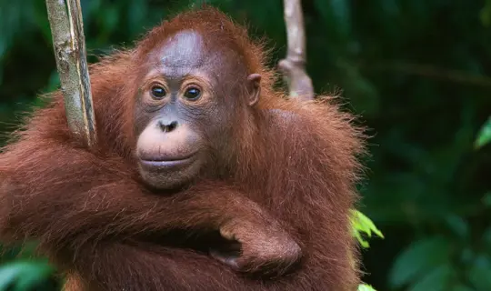 Orangutans in the forest